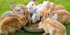 How to solve the problems existing in raising rabbits